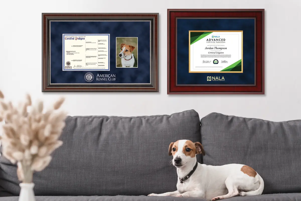 dog sitting on a gray couch with an american kennel club frame behind it, hanging on the wall.