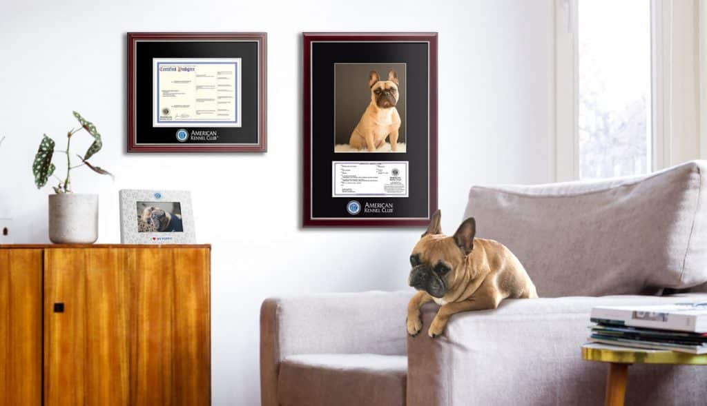 pug on chair below AKC frames