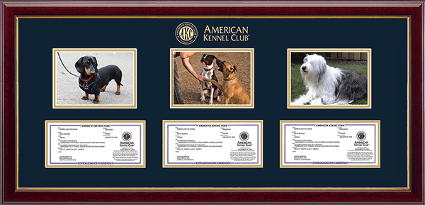 American Kennel Club Triple Photo/Registration Frame in Gallery