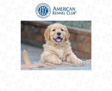 American Kennel Club photo frame - AKC Spectrum Pattern Photo Frame in Expo White