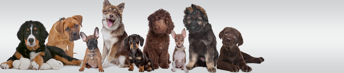 Certification Council for Professional Dog Trainers